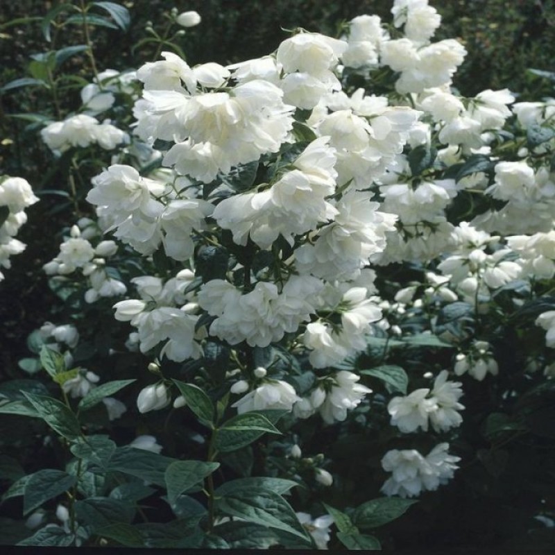 Philadelphus ‘Virginial’ – iasomie cu flori dublu