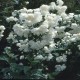 Philadelphus ‘Virginial’ – iasomie cu flori dublu