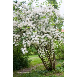 Philadelphus ‘Virginial’ – iasomie cu flori dublu