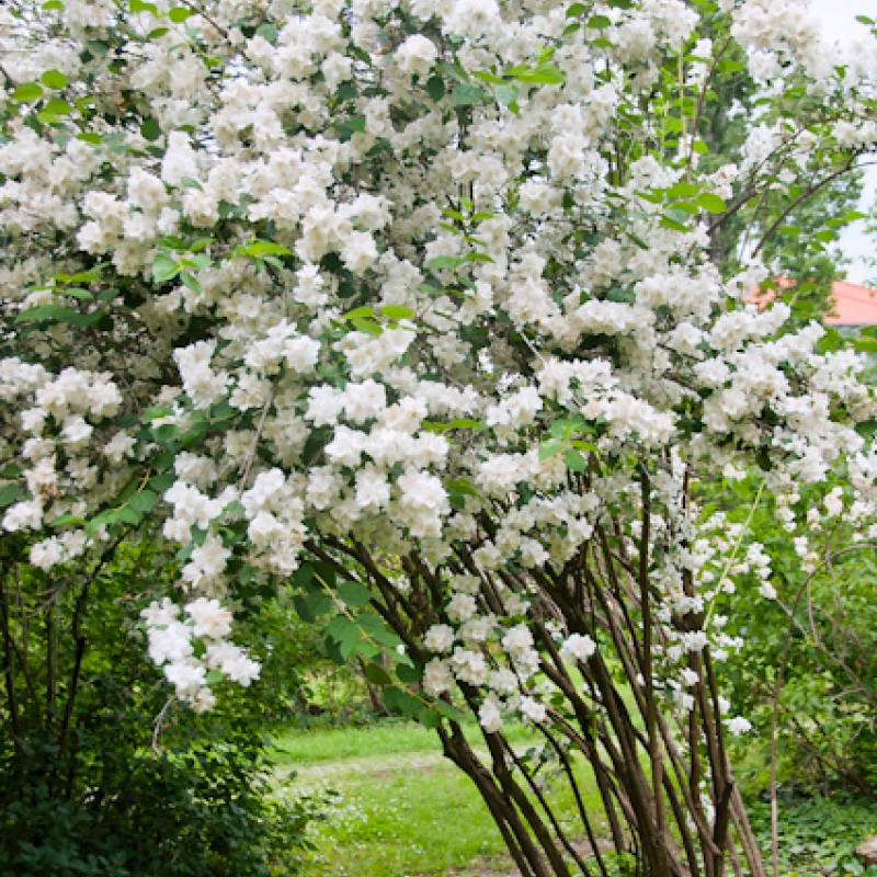 Philadelphus ‘Virginial’ – iasomie cu flori dublu