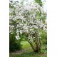Philadelphus ‘Virginial’ – iasomie cu flori dublu