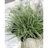 Carex conica ‘Snowline’