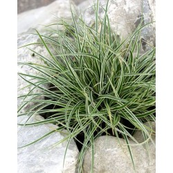 Carex conica ‘Snowline’