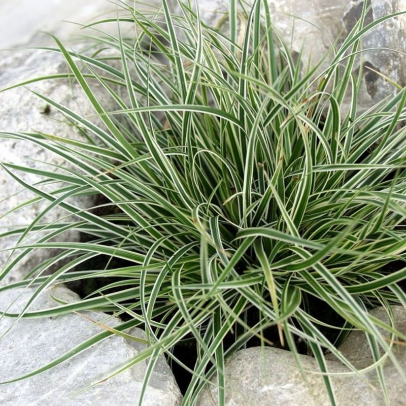 Carex conica ‘Snowline’