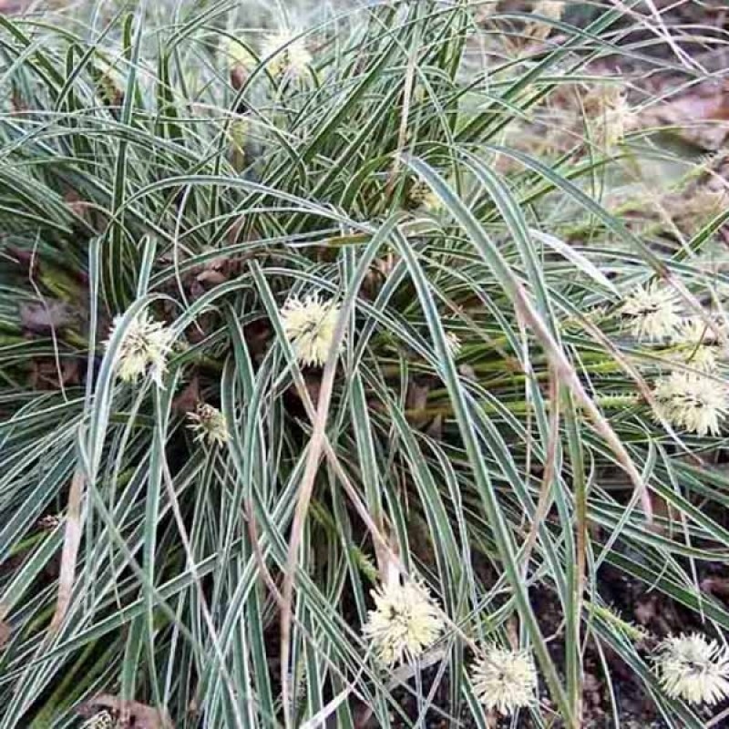 Carex conica ‘Snowline’