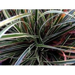 Carex conica ‘Snowline’