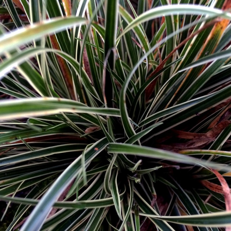 Carex conica ‘Snowline’