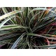Carex conica ‘Snowline’