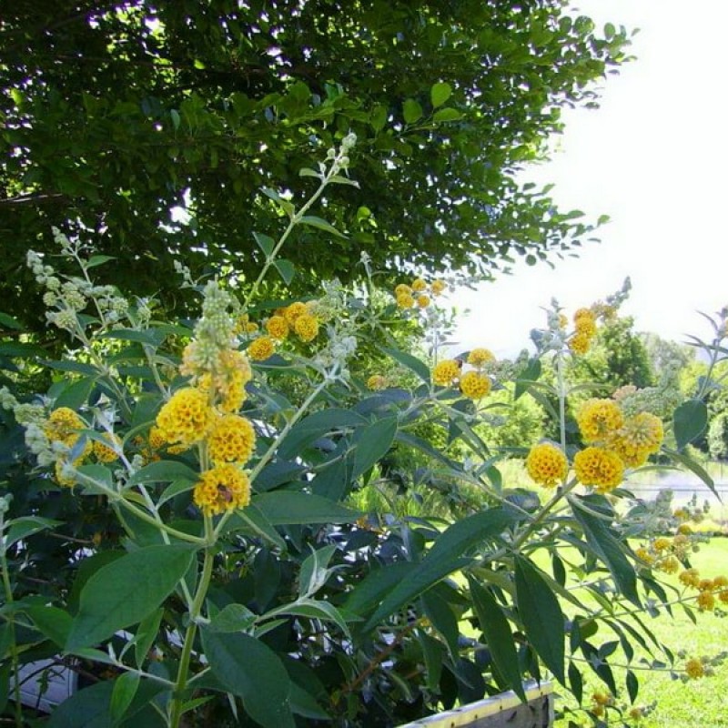 Liliac galben de vară (Buddleja 'Sungold') 