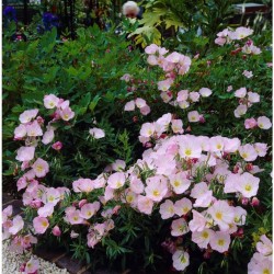 Oenothera speciosa ‘Siskiyou’ – Luminița nopții