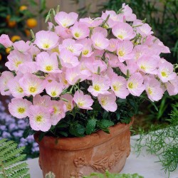Oenothera speciosa ‘Siskiyou’ – Luminița nopții
