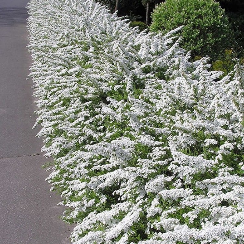Cununiță albă - Spiraea cinerea 'Grefsheim'