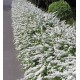 Cununiță albă - Spiraea cinerea 'Grefsheim'