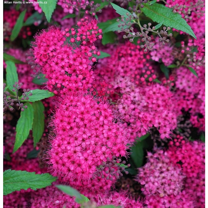 Cununiţă (Spiraea jap. Darts Red)