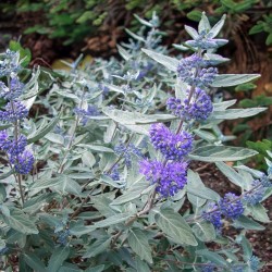 Barba Albastra (Caryopteris cl. Sterling Silver)