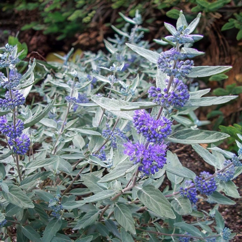 Barba Albastra (Caryopteris cl. Sterling Silver)