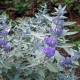 Barba Albastra (Caryopteris cl. Sterling Silver)
