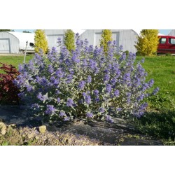 Barba Albastra (Caryopteris cl. Sterling Silver)