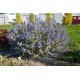 Barba Albastra (Caryopteris cl. Sterling Silver)