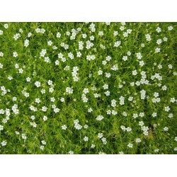 Sagina subulata (muşchi irlandez) 
