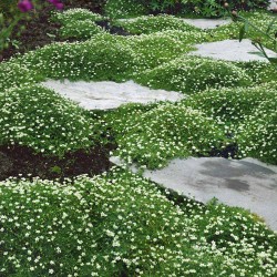 Sagina subulata (muşchi irlandez) 