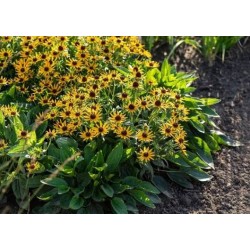 Rudbeckia fulgida 'Sun Ka-Ching'