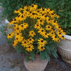 Rudbeckia fulgida 'Sun Ka-Ching'