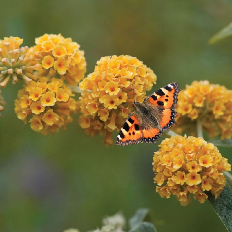 Liliac galben de vară (Buddleja 'Sungold') 