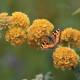 Liliac galben de vară (Buddleja 'Sungold') 