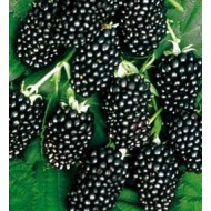 Mur fără spini - Rubus 'Thornfree' 