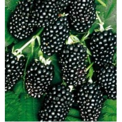 Mur fără spini - Rubus 'Thornfree' 