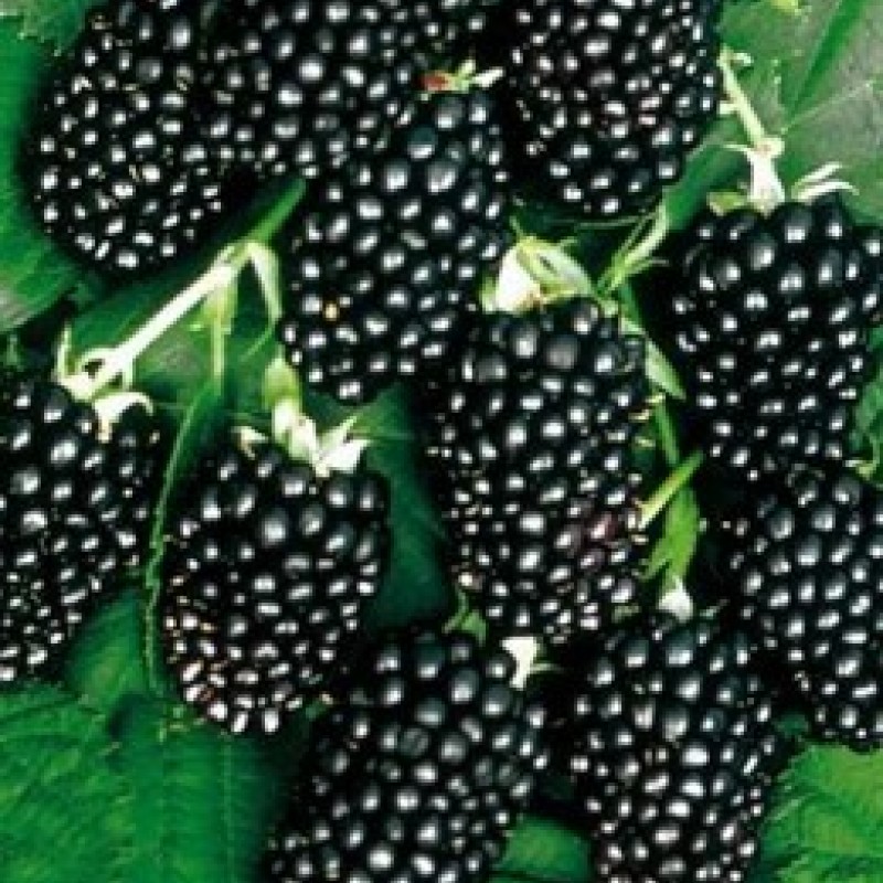 Mur fără spini - Rubus 'Thornfree' 