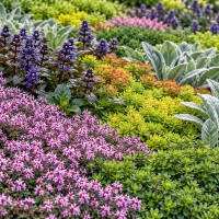 Plante acoperitoare de sol