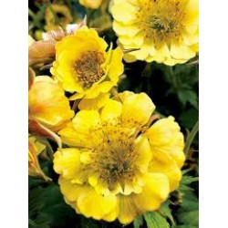 Geum ‘Tempo Yellow’ 