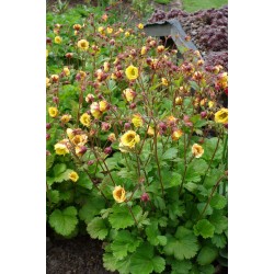 Geum ‘Tempo Yellow’ 