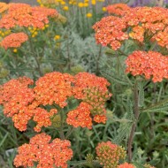 Coada șoricelului (Achillea Terracotta)