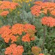 Coada șoricelului (Achillea Terracotta)
