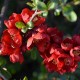 Gutui japonez Roșu ( Chaenomeles Texas Scarlet)