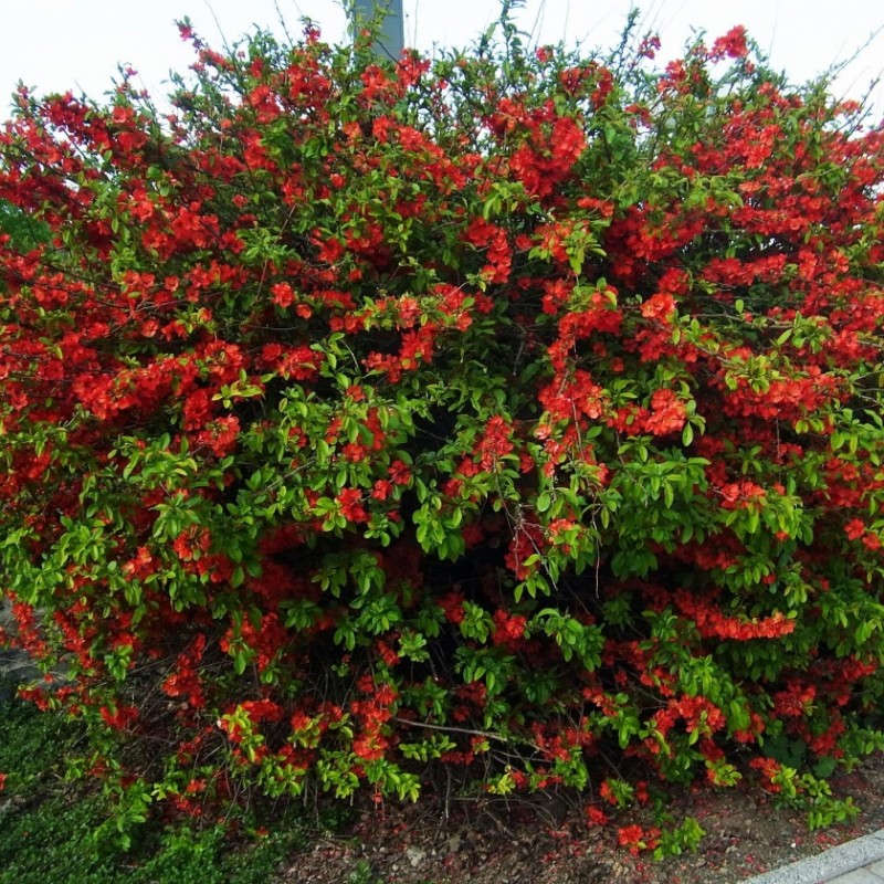 Gutui japonez Roșu ( Chaenomeles Texas Scarlet)