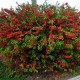 Gutui japonez Roșu ( Chaenomeles Texas Scarlet)