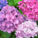Hortensie BOUQUETE ROSE