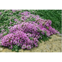 Thymus praecox 'Pseudolanuginosus' – Cimbru lânos
