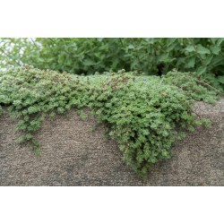 Thymus praecox 'Pseudolanuginosus' – Cimbru lânos