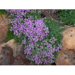 Thymus praecox 'Pseudolanuginosus' – Cimbru lânos