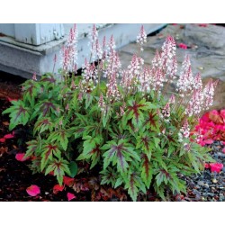 Tiarella ‘Sylvan Lace’ 
