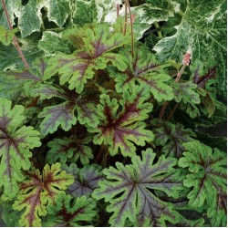 Tiarella ‘Sylvan Lace’ 