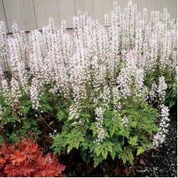 Tiarella ‘Sylvan Lace’ 