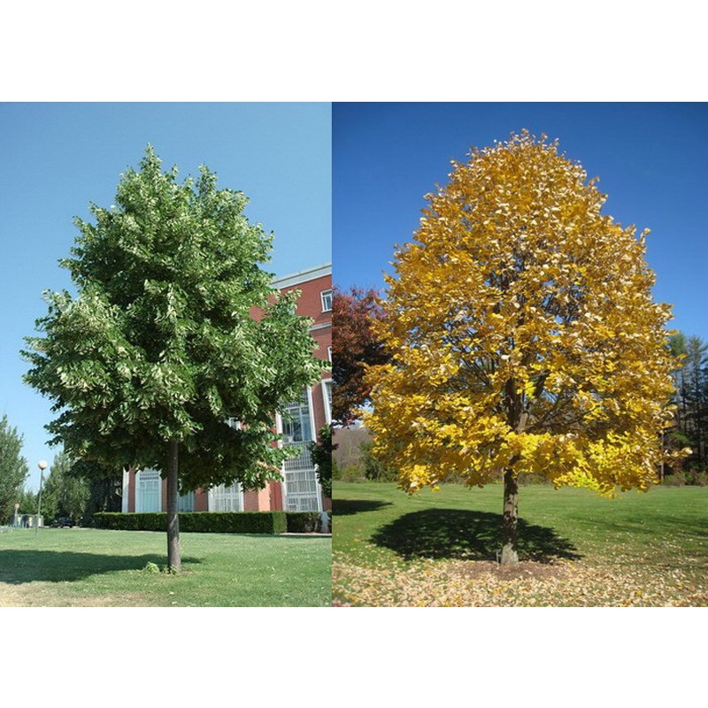 Tei (Tilia cordata)