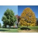 Tei (Tilia cordata)