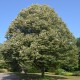 Tei (Tilia cordata)